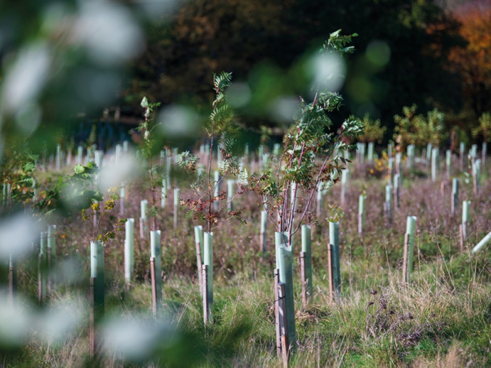 tree saplings