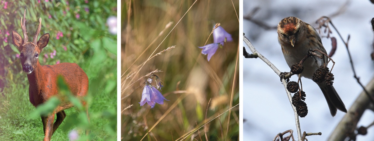 A Deer, Wild Flowers and a Redpoll