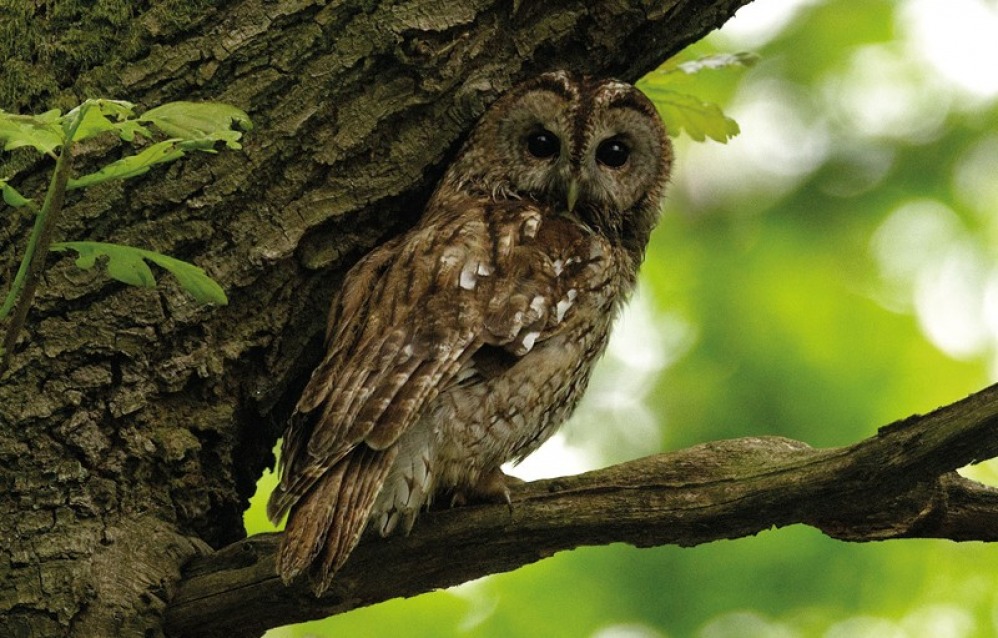 Tawny Owl