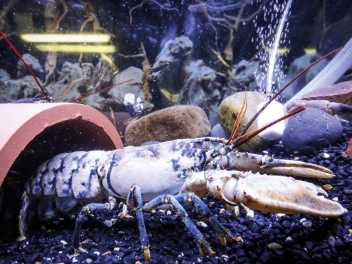We Learn How Whitby Lobster Hatchery is Fighting to Keep the Seaside Town's Fishing Heritage Alive