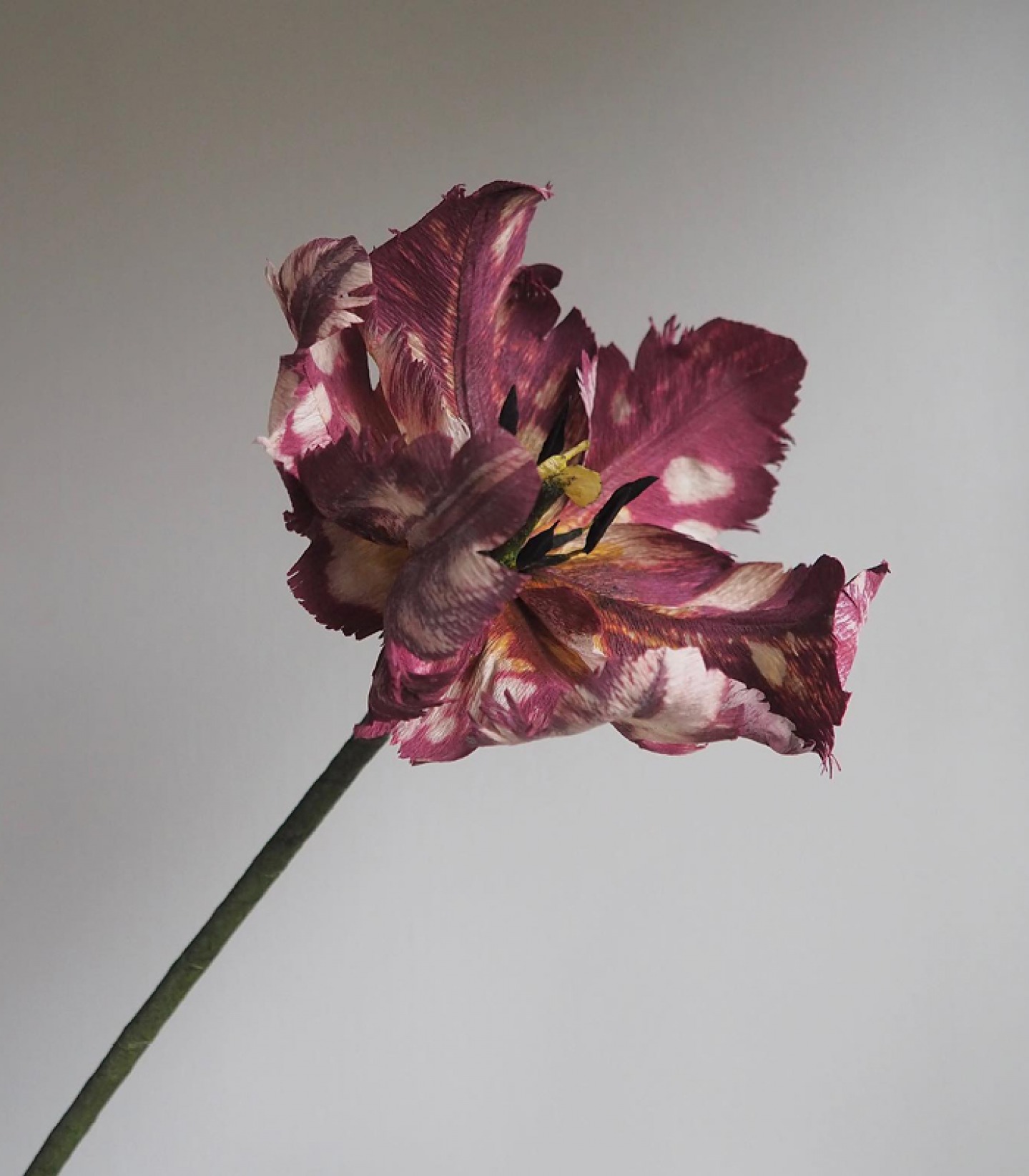 An Open Paper peony Rose