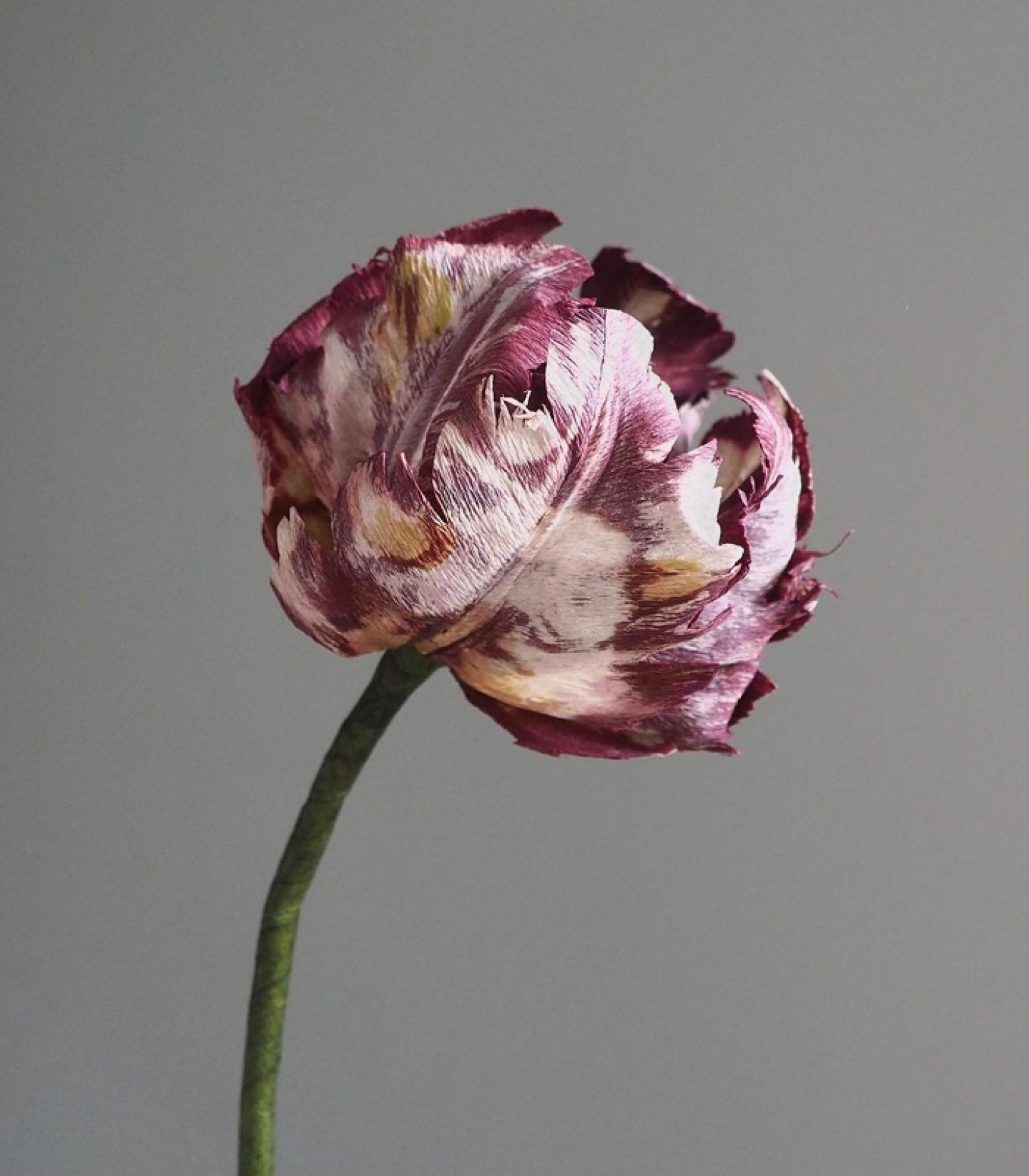 A Closed Paper peony Rose