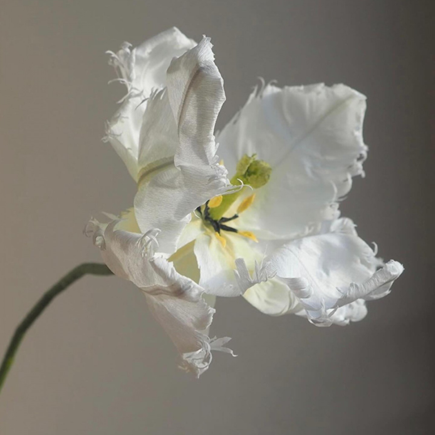 open white paper flower
