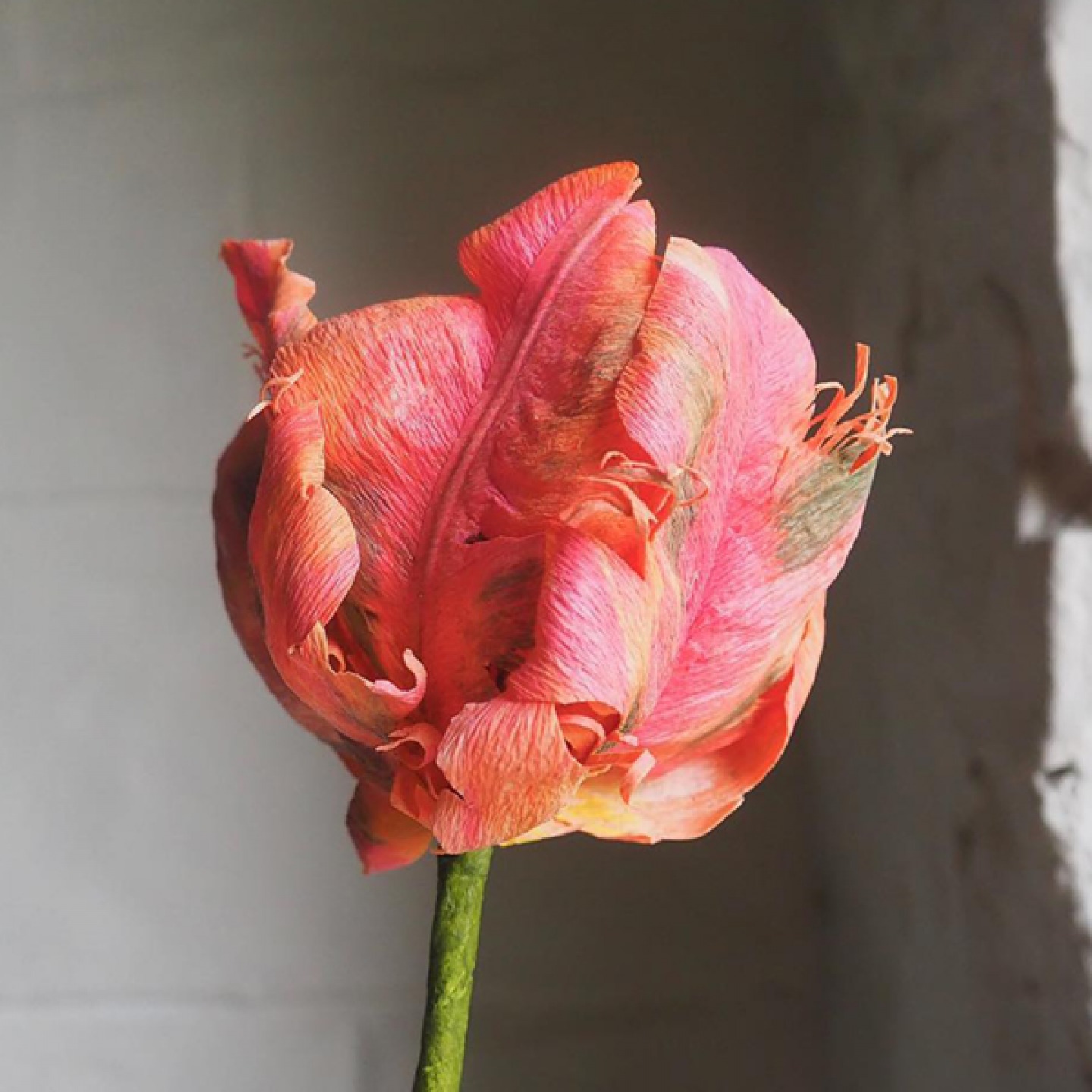 Closed pink and red tulip