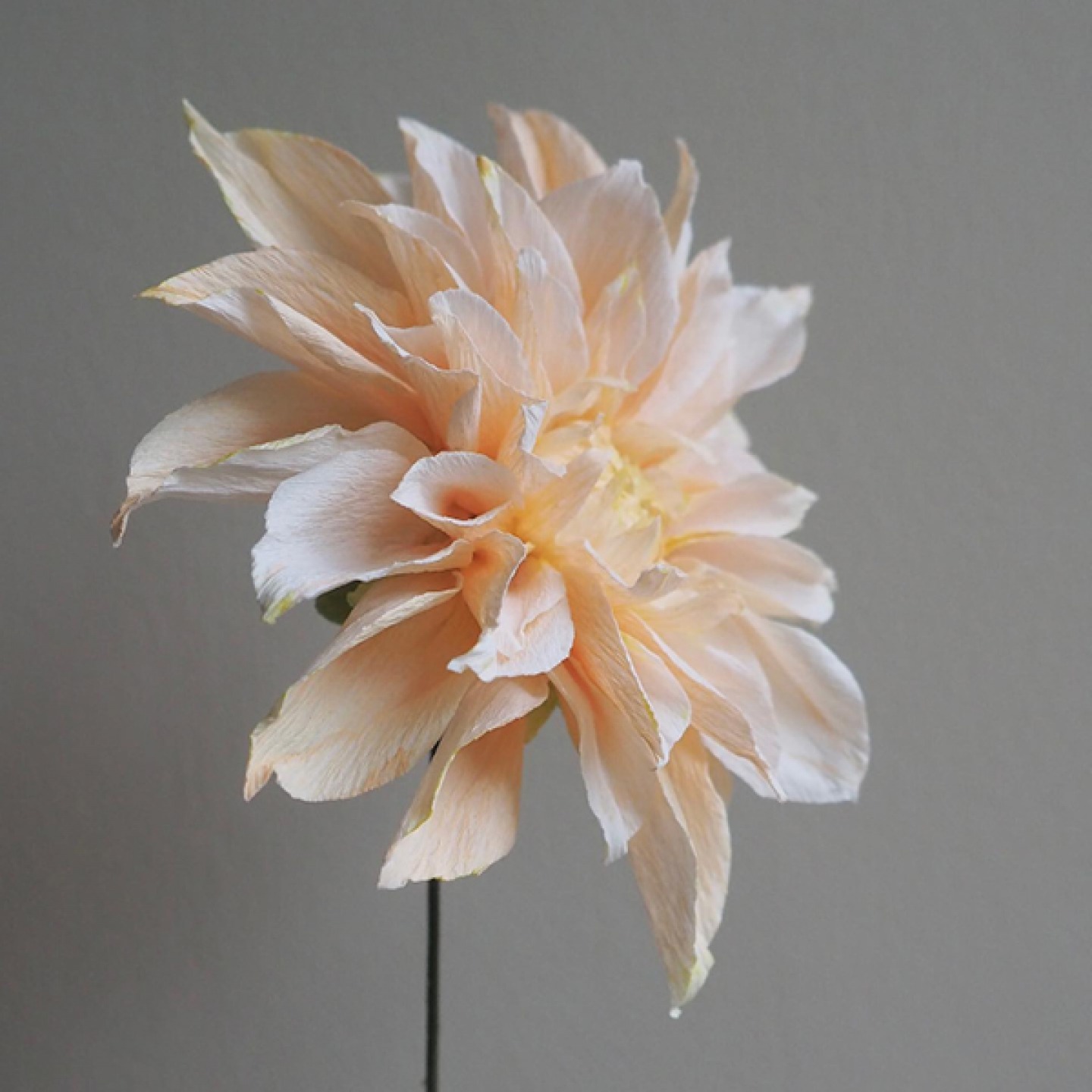 Soft pink and cream Paper Chrysanthemum