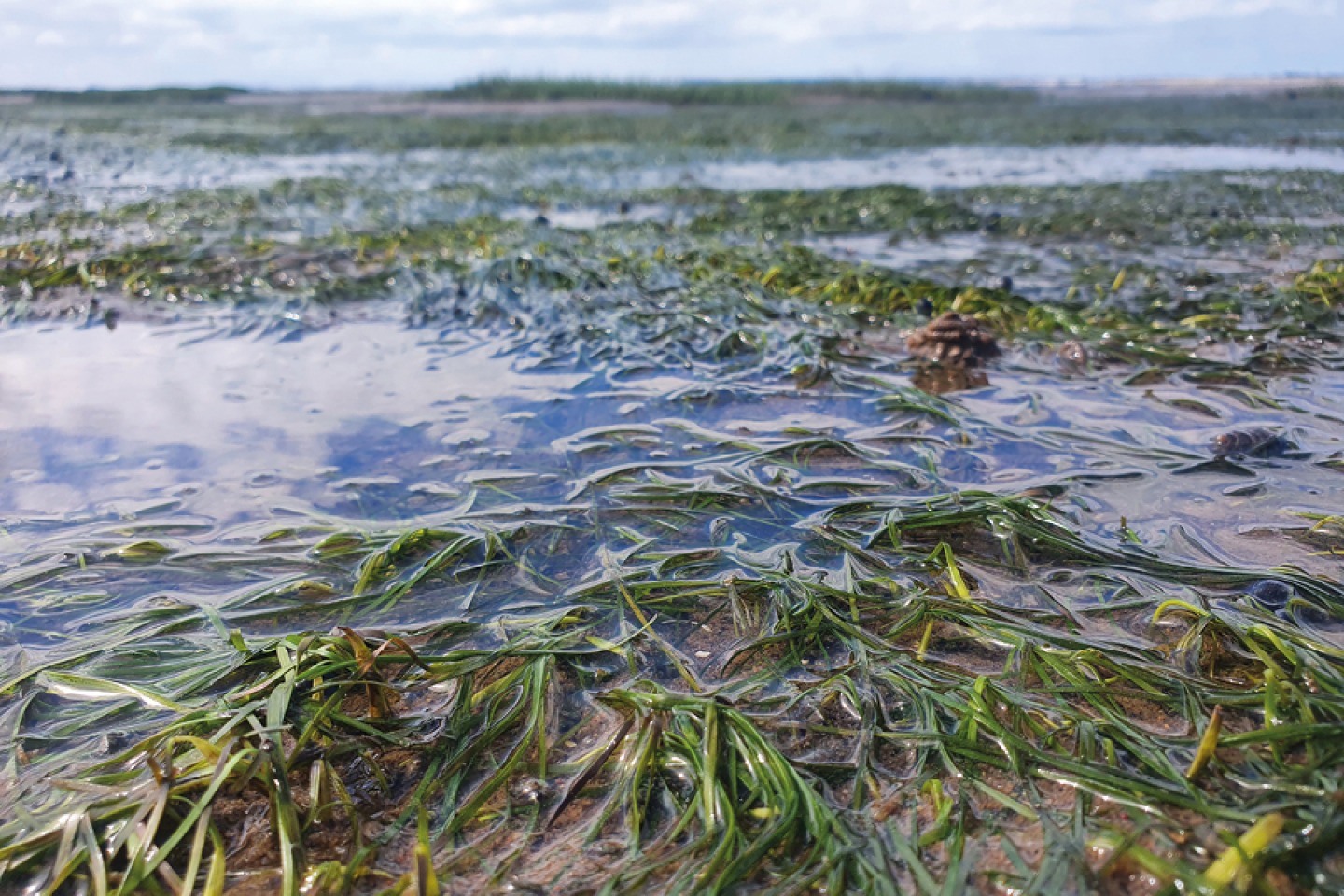 Sea Grass by Georgia Bennett