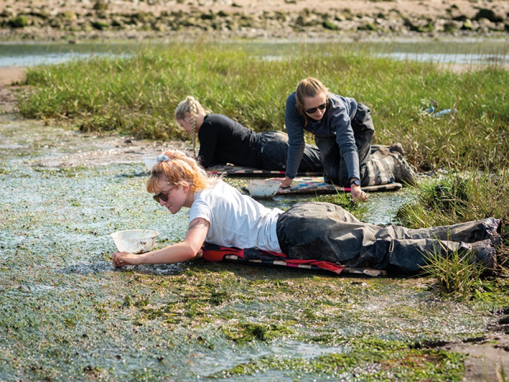 workers collecting sea grass seeds