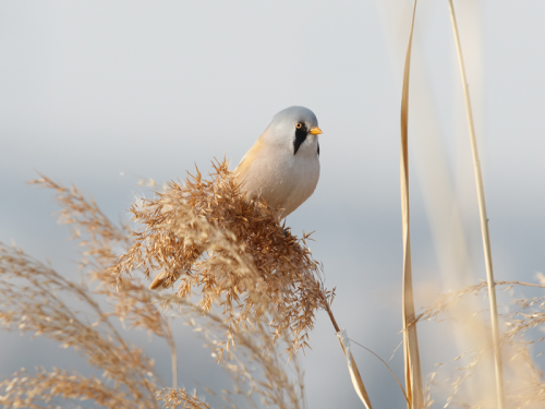 How Bearded Tits Have Made a Comeback in East Yorkshire