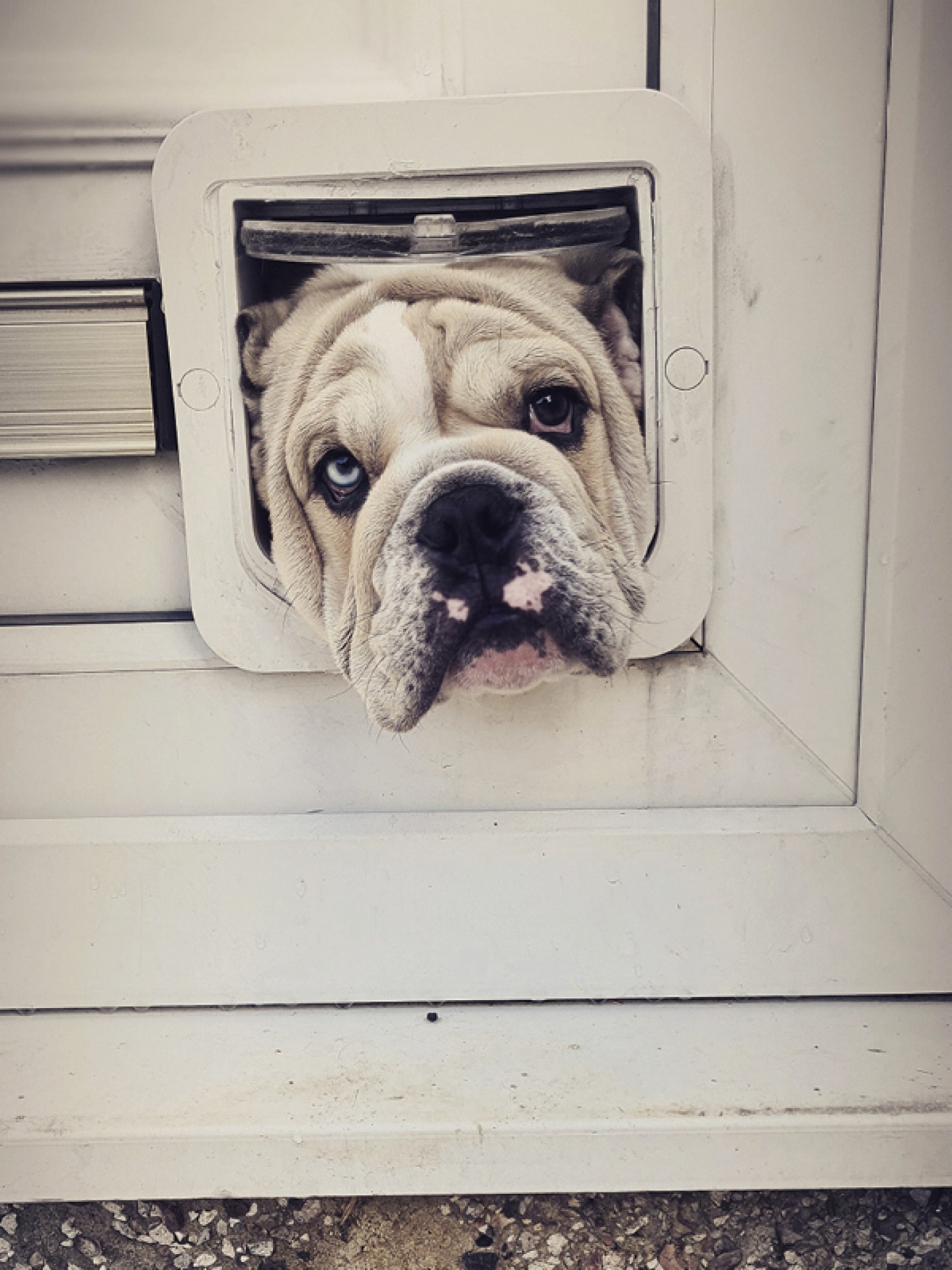 Bulldog popping head through door flat, Skipton