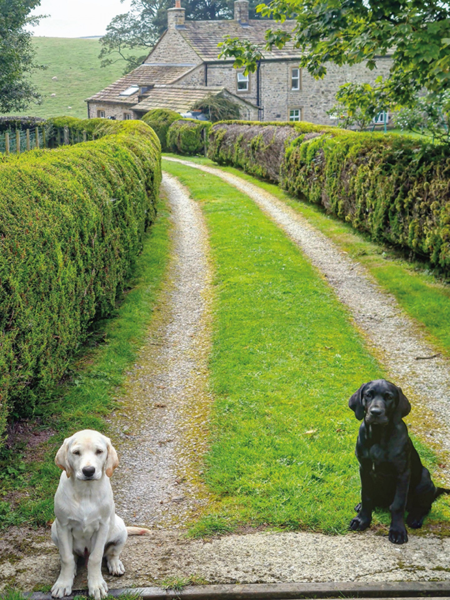 Lab pups in Coniston Cold
