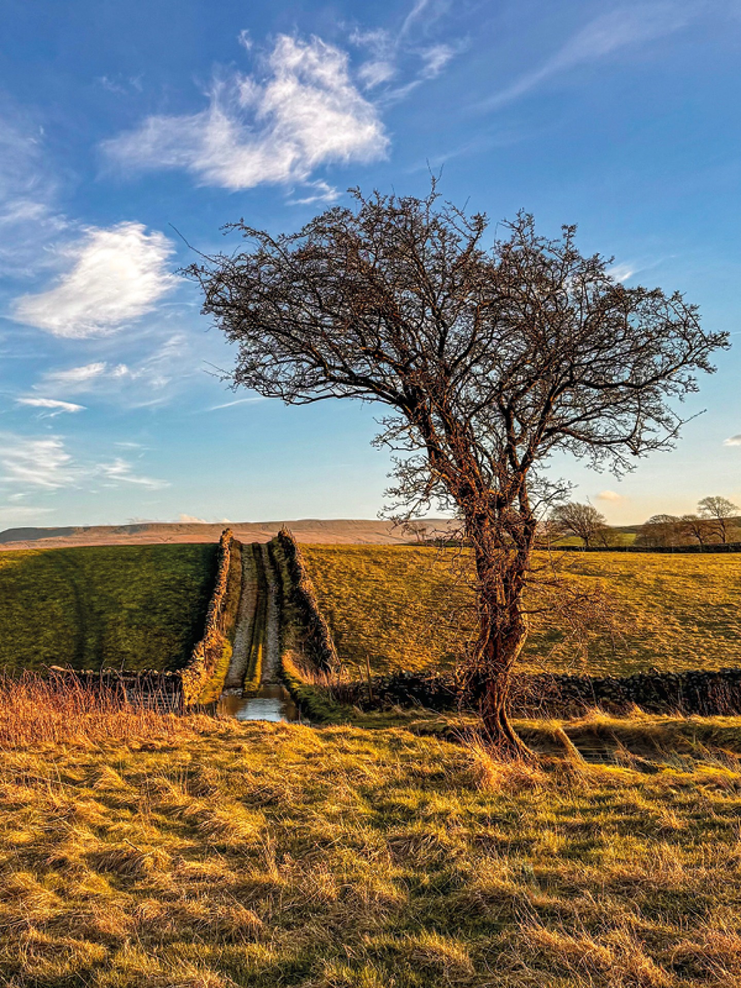 Lone tree leading up a small country track