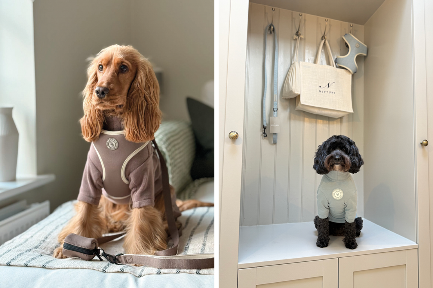 2 dogs wearing jumpers