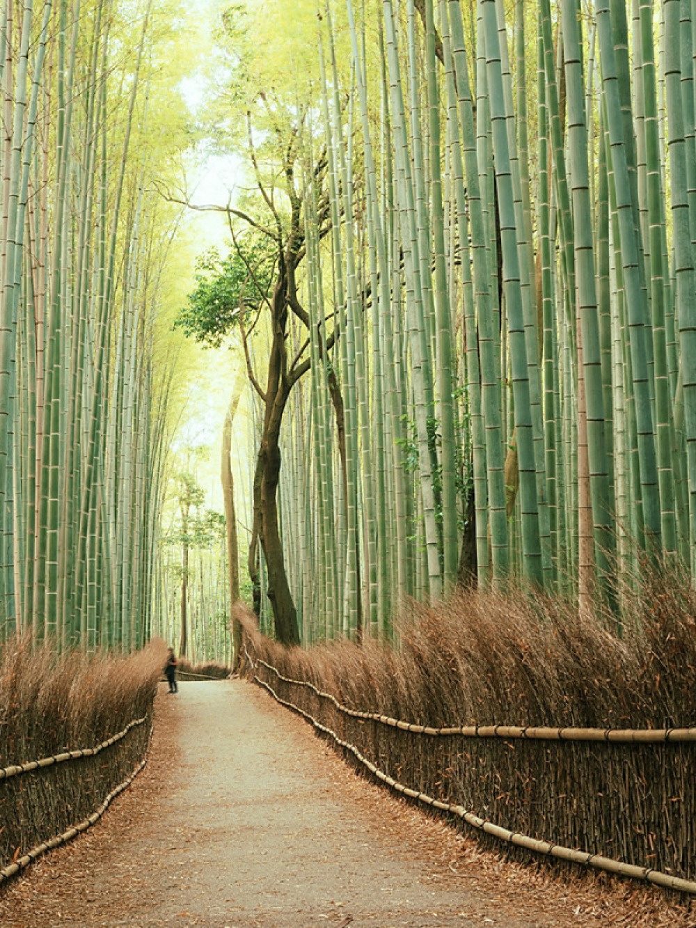 walk way through bamboo trees