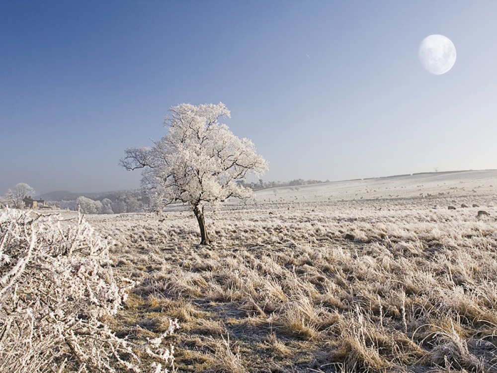 Winter landscape with a lone tree and winter moon