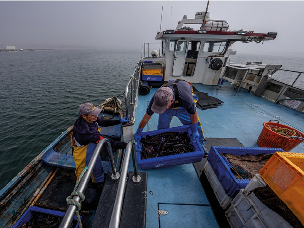 Fishermen sorting boxed fish on a trawler