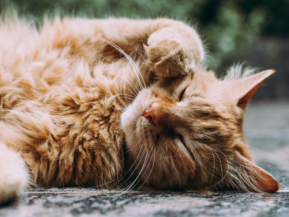 ginger cat