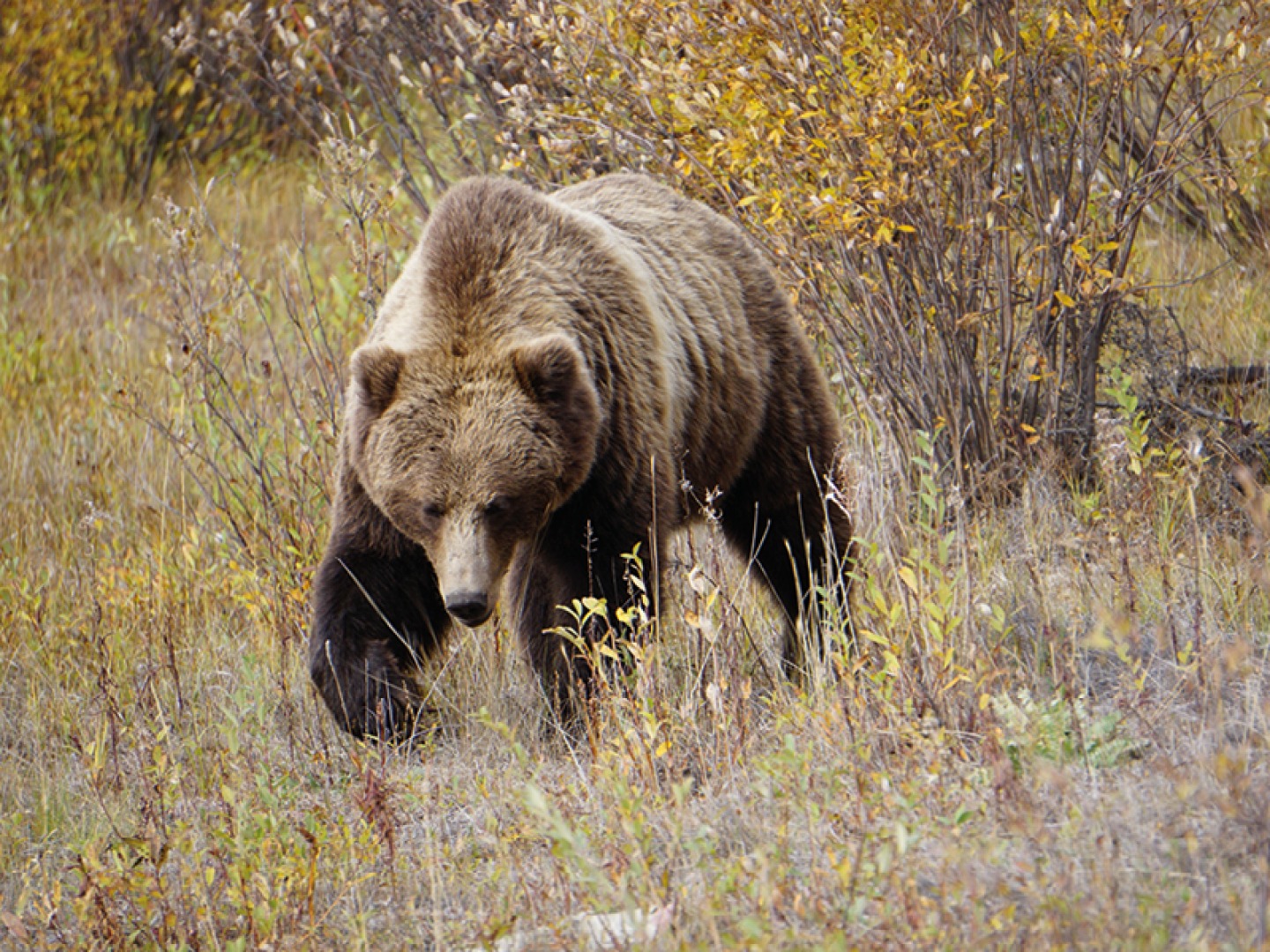 A grizzly bear in Yukon
