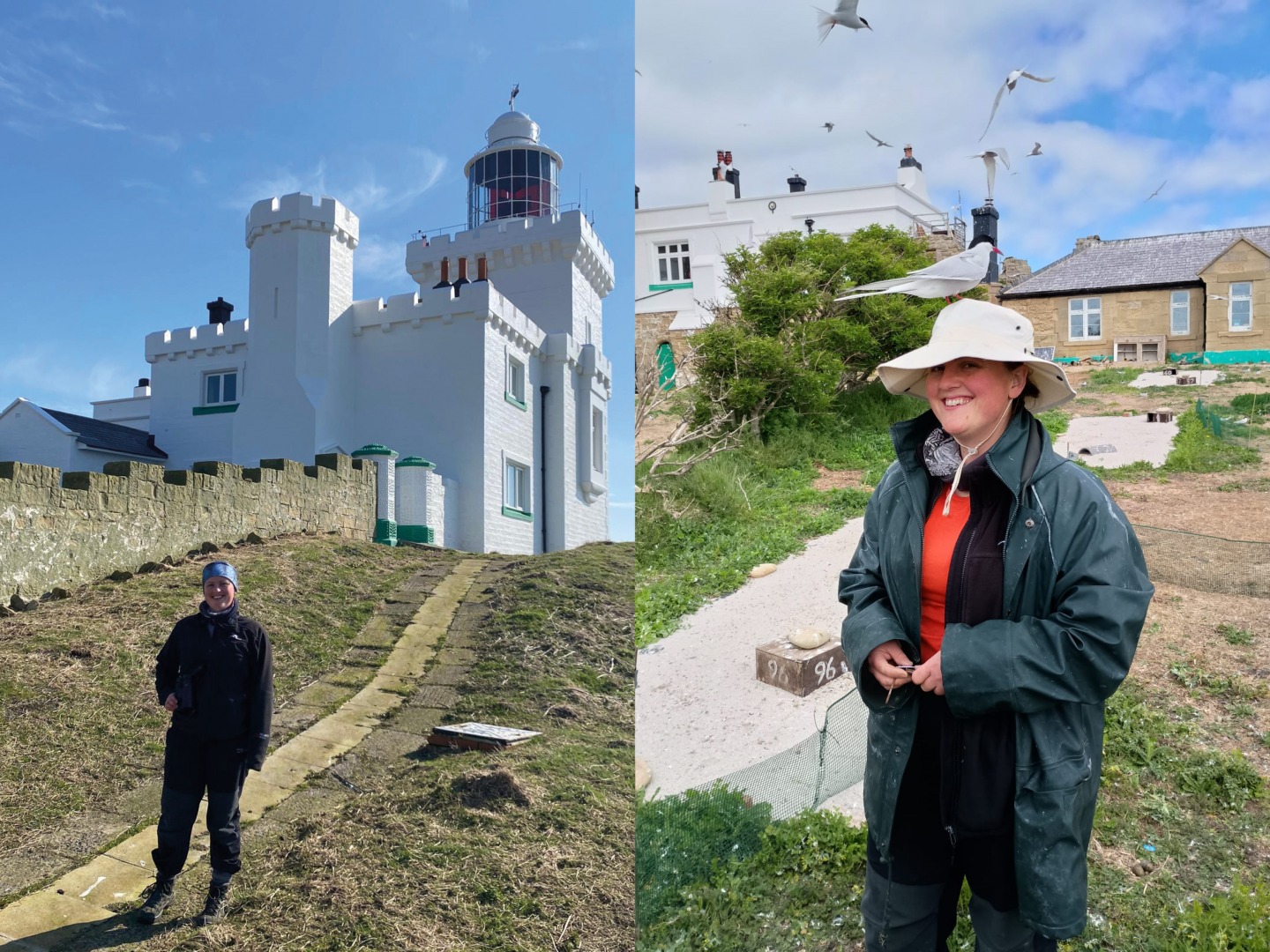 arctic tern monitoring