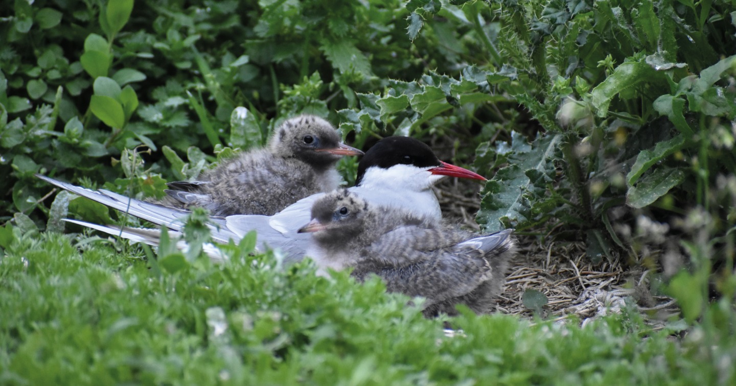 Arctic Tern and chicks © Rebekah Goodwill