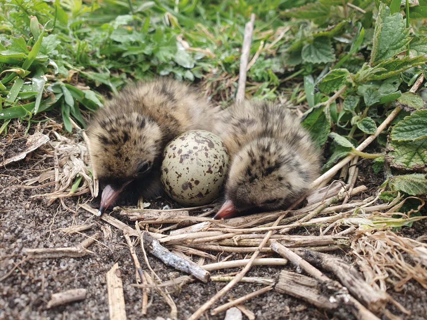 Common Tern Chicks © Rebekah Goodwill