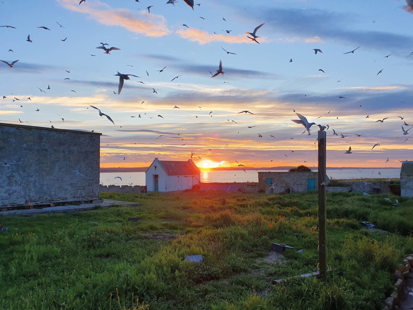 Terns at Sunset © Rebekah Goodwill