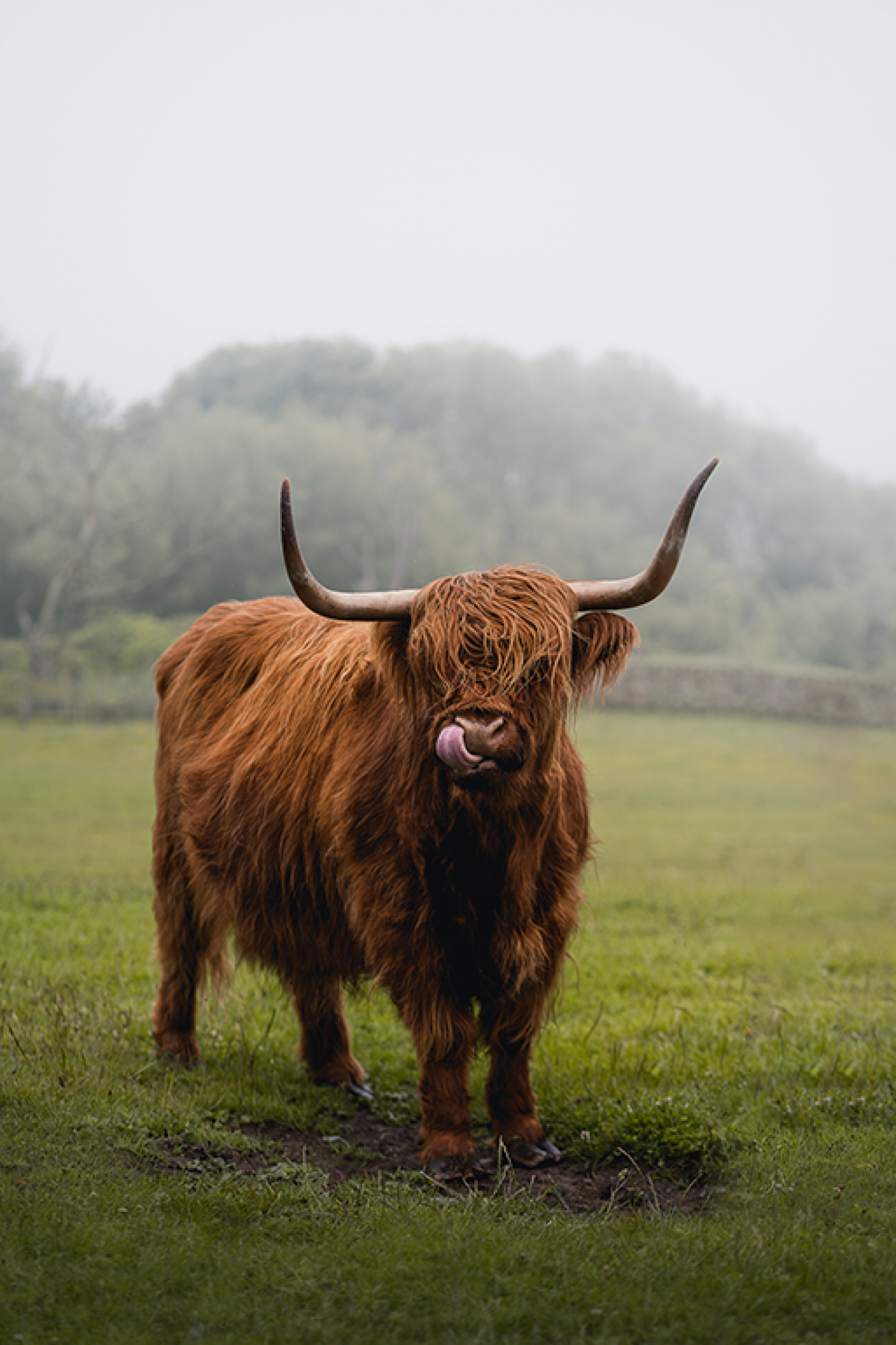 Highland Cows