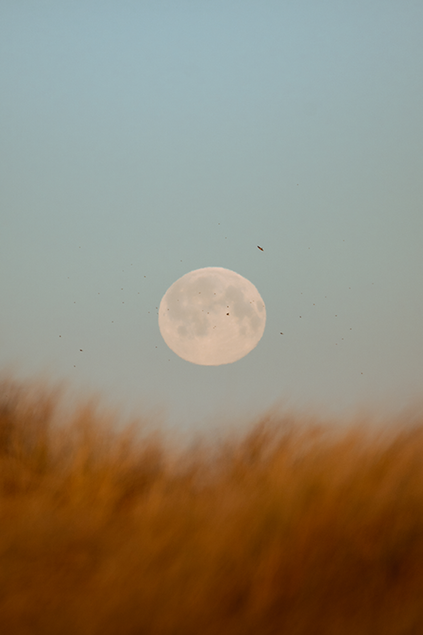 Moon