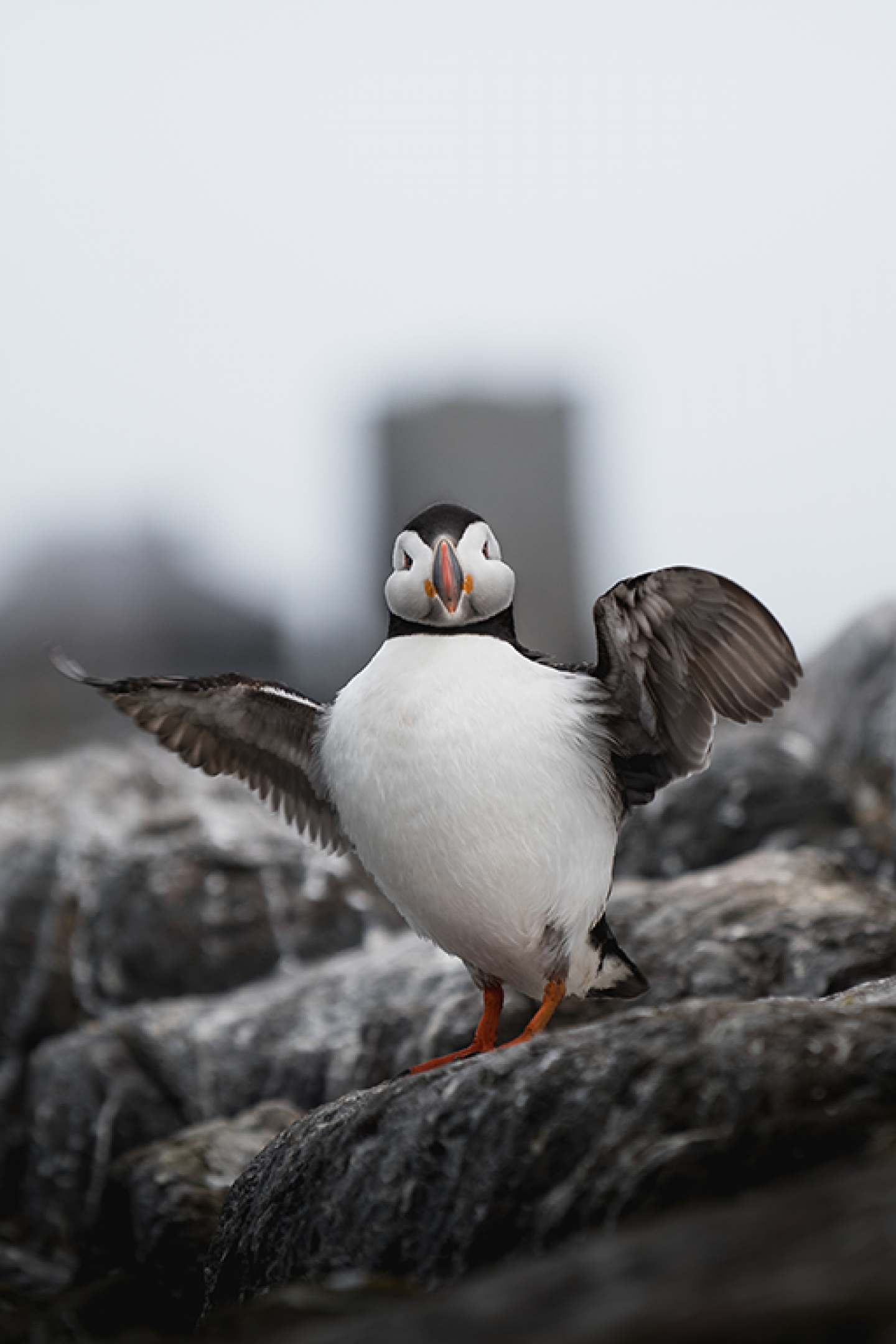 Puffin