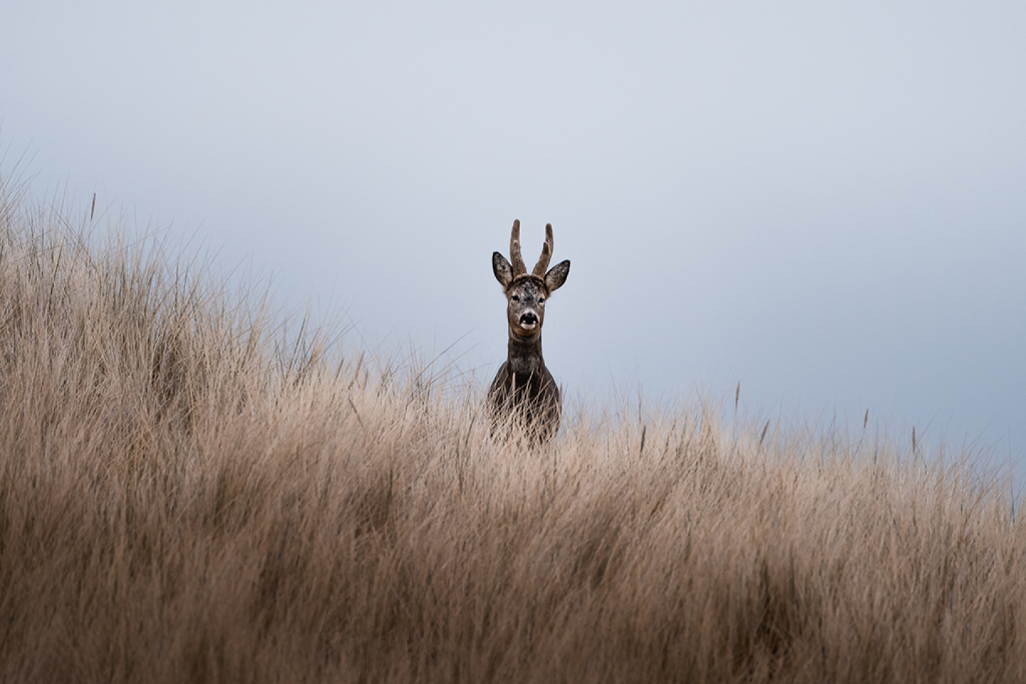 Roe Deer