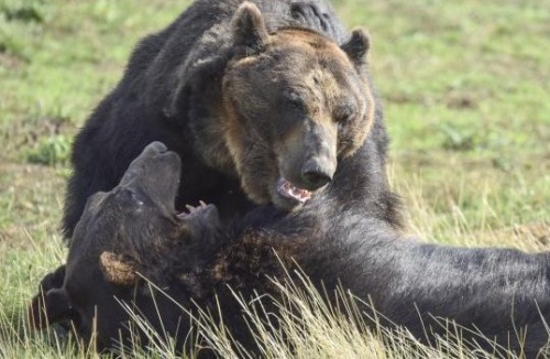 Japanese Bears Find New Home at Yorkshire Wildlife Park