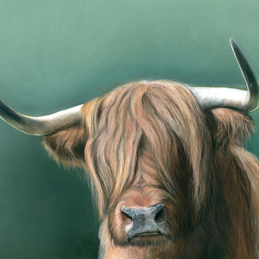 highland cow painting