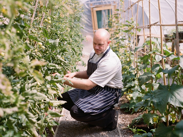 man look at his tomato plants