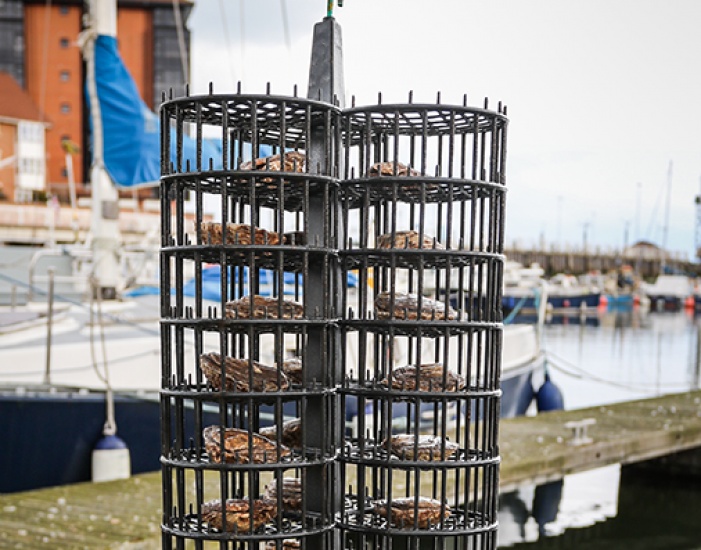 Oysters- Zoological Society of London (ZSL)