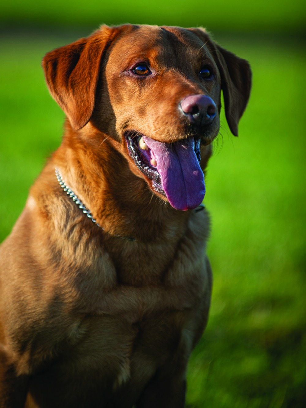 PD Kitch, a drugs, cash and weapons detection dog