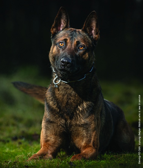 Serving PD Odin, a young Belgian Malinois who is new in service