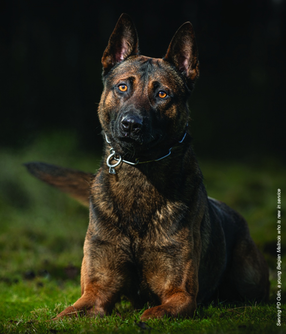 are police dogs service animals