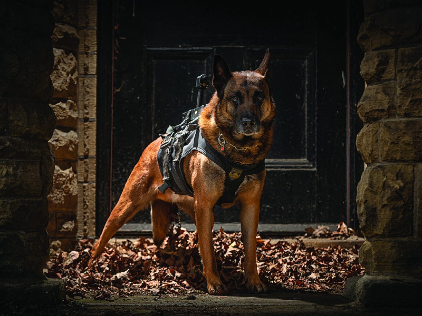 RPD Ted during some firearms support dog training