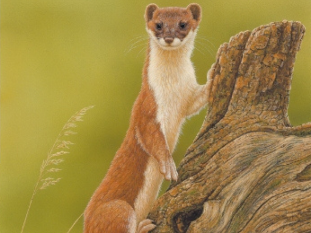 Robert E Fuller, stoat
