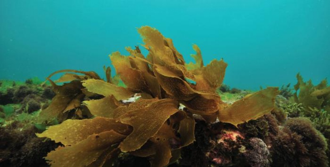 Seaweed