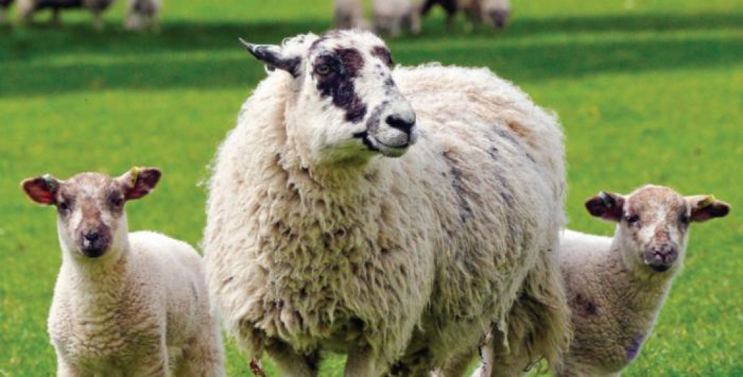 Sheep with two lambs