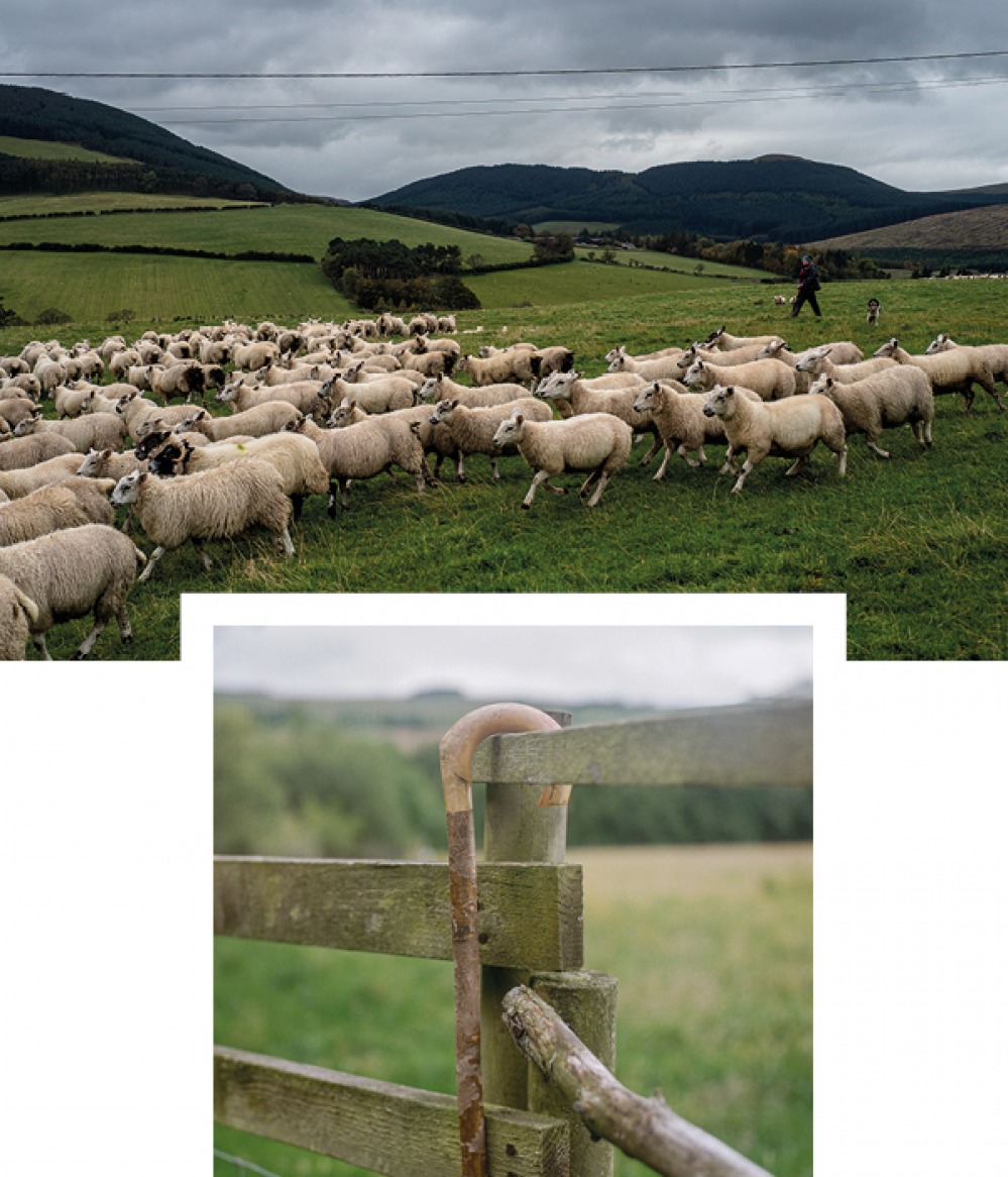 Sheep running through field and walking stick hanging over fence