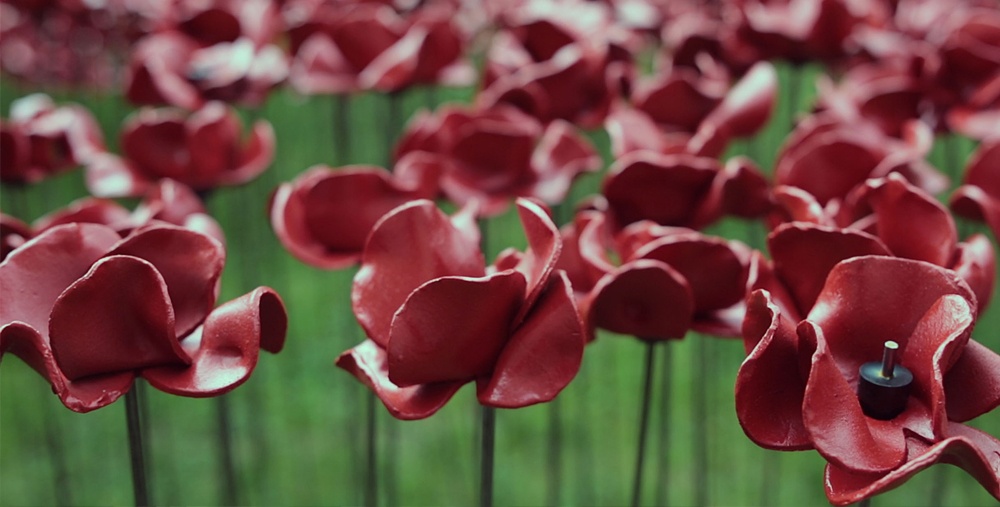 poppies