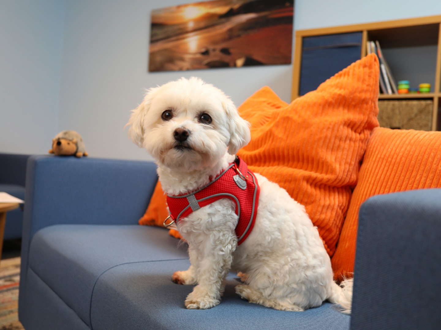 The Snug Dame Allans Crest Photography