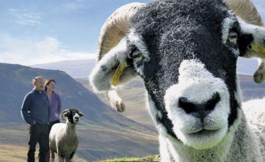 Couple standing with sheep