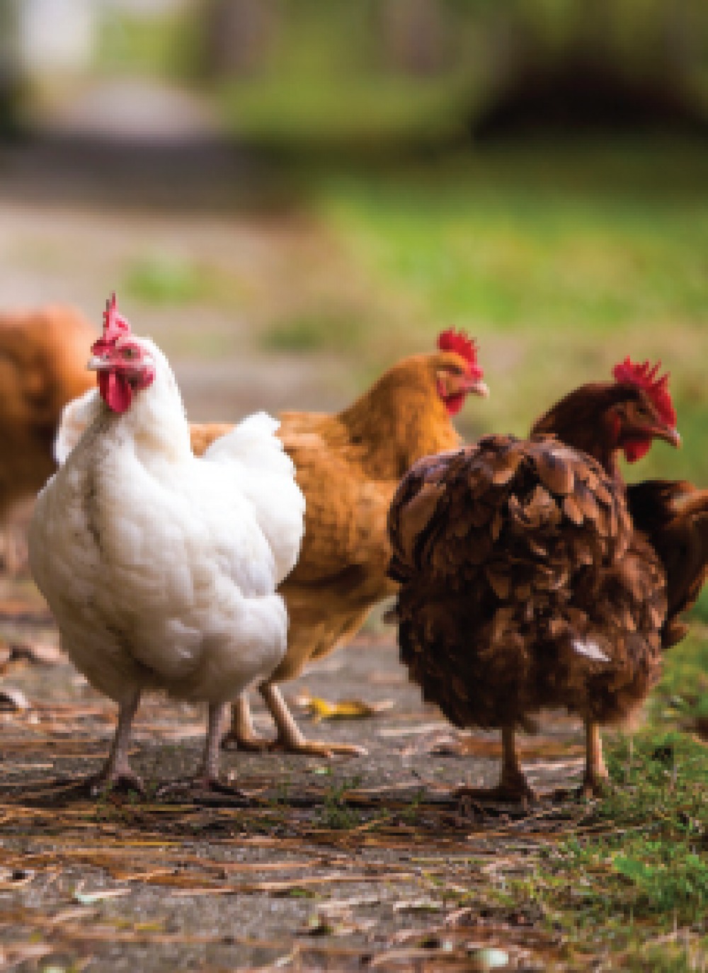 Chickens