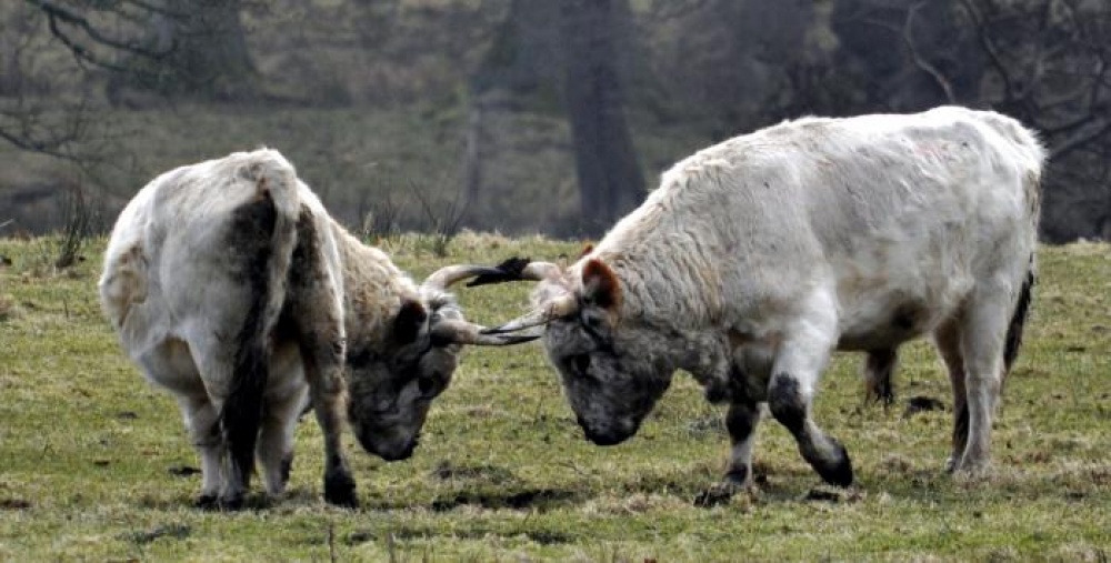 Chillingham Cattle