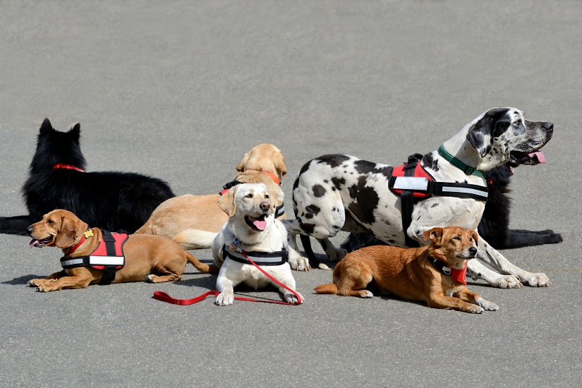 group of happy dogs