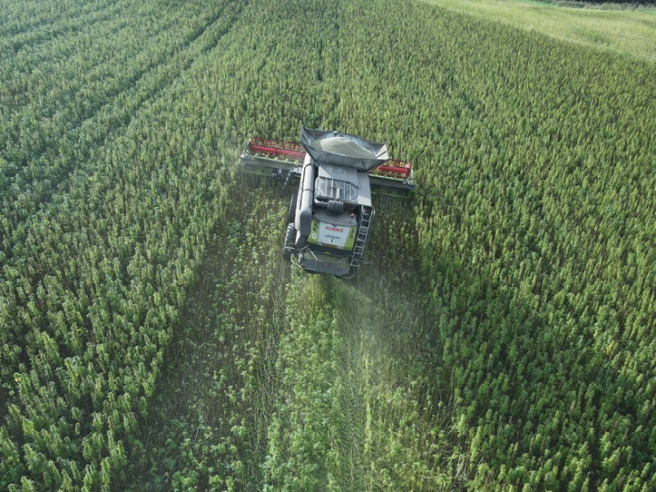 hemp being harvested
