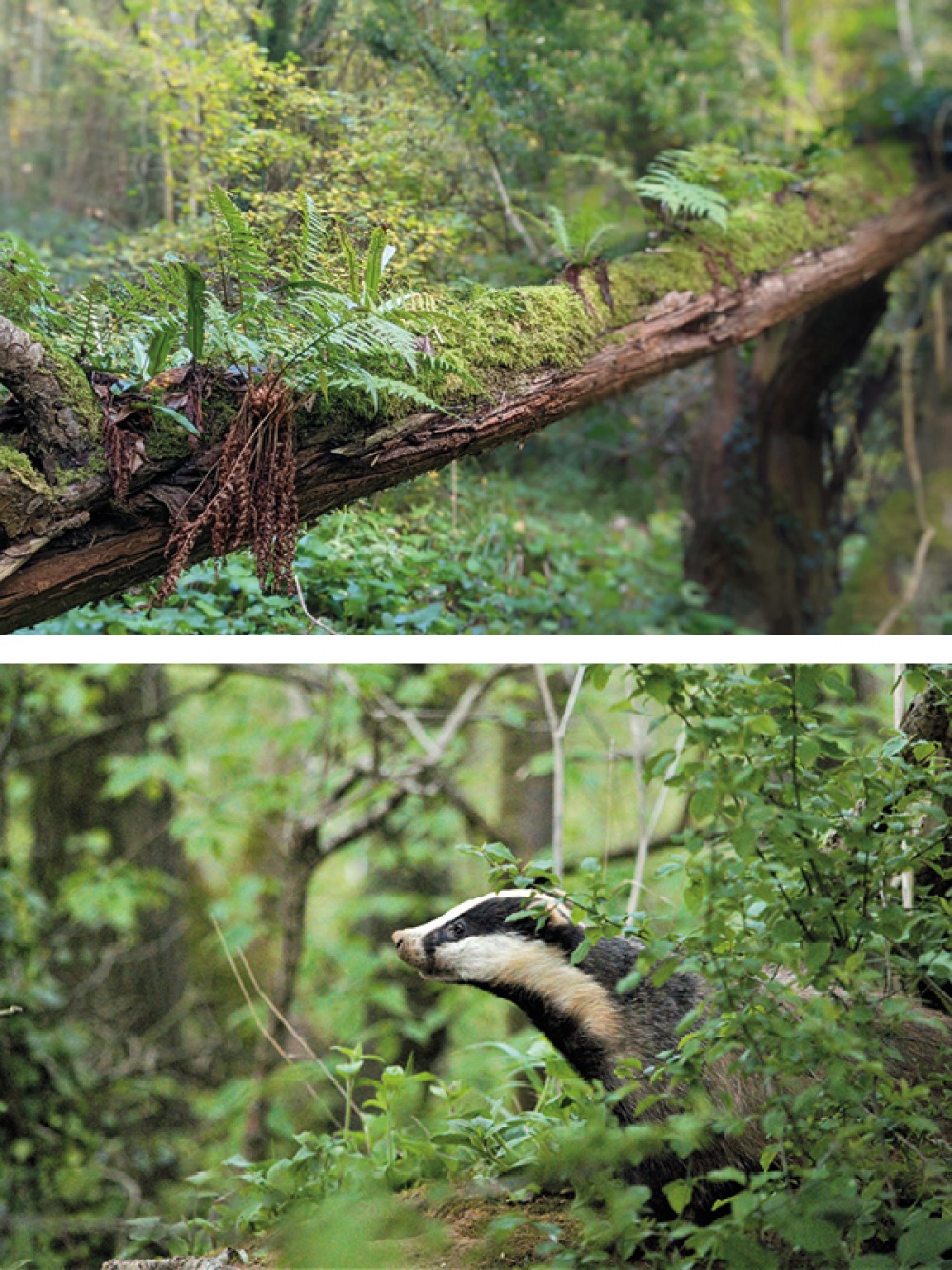 Scarborough’s Raincliffe Woods