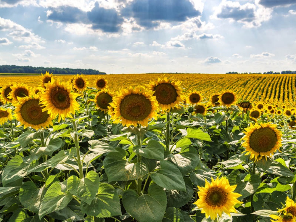 sunflowers